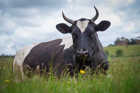 Times like this are never easy | Farm sanctuary, Australian farm, Animals