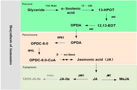 Processes | Free Full-Text | Recent Advances in Research into Jasmonate ...