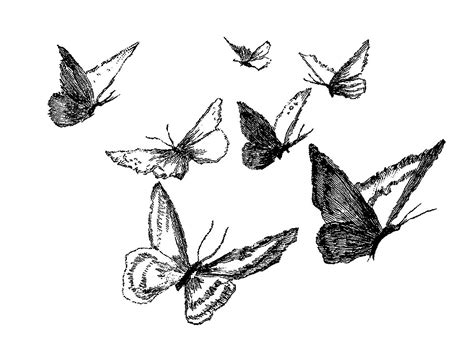 Digital Stamp Design: Butterfly Pencil Artwork Drawings Digital Flower ...