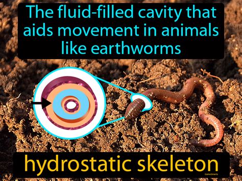 Hydrostatic Skeleton Definition & Image | GameSmartz