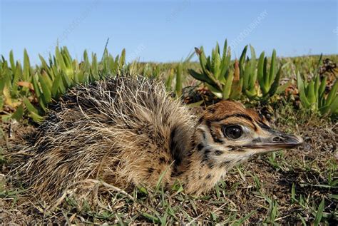 Ostrich chick - Stock Image - Z804/0045 - Science Photo Library