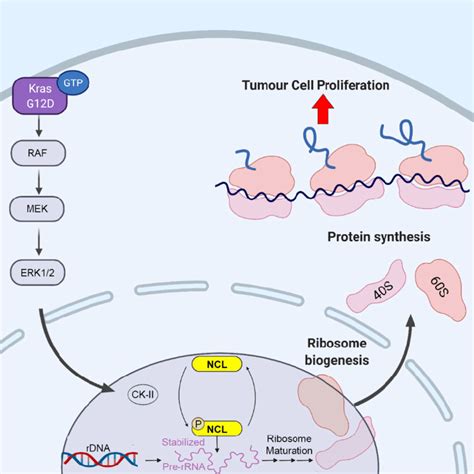 Proposed mechanism of ribosome biogenesis upregulation by oncogenic RAS... | Download Scientific ...