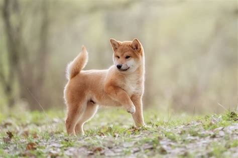 Shiba Inu: The Small And Mighty Fox Like Dog | Perfect Dog Breeds