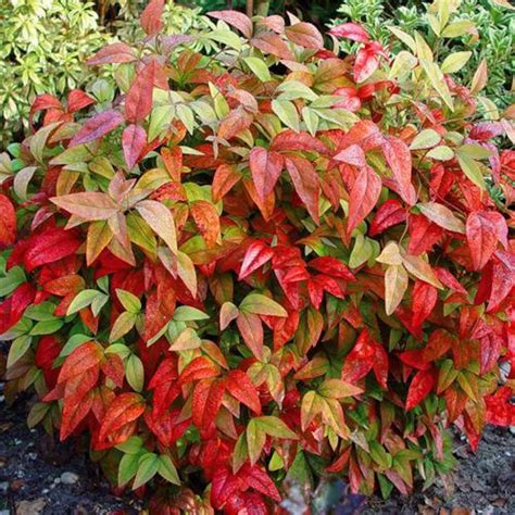 Firepower Dwarf Nandina Heavenly Bamboo Live Plant 3 | Etsy