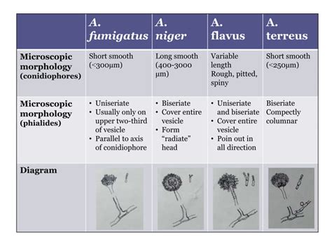 Aspergillus species