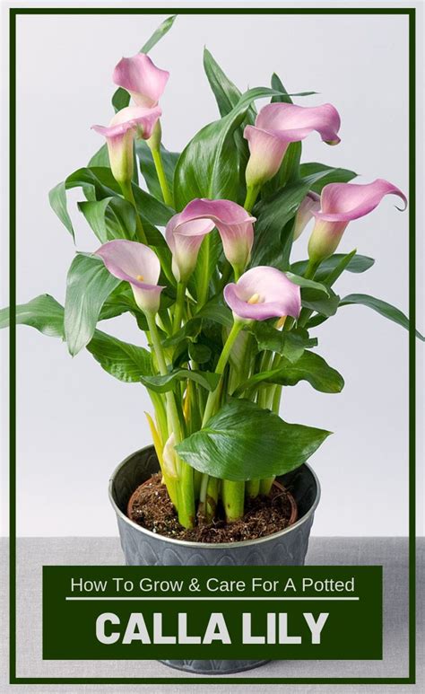 How To Grow And Care For a Potted Calla Lily | Lily plant care, Lily plants, Lilly plants