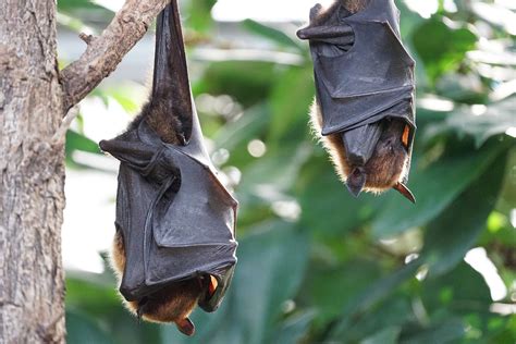 Bats hanging on a Branch - HD Wallpaper - MADWallpapers