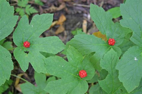 How to Plant and Grow Goldenseal | Gardener’s Path