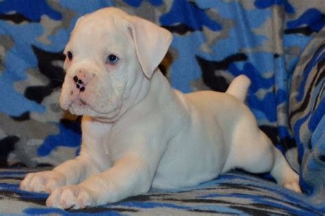 White boxer puppy | White boxer puppies, Puppies, Cute puppies