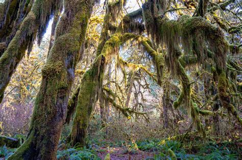 Visiting the Hoh Rainforest in Winter: Everything You Need to Know