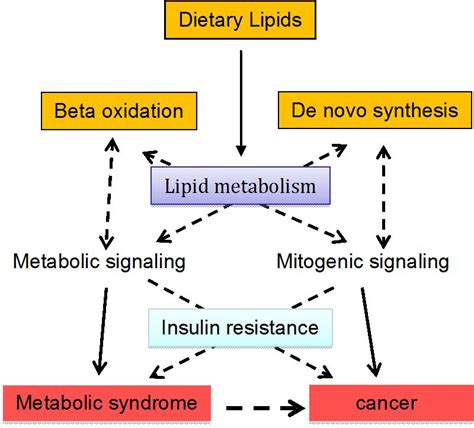 Lipid Metabolism, Metabolic Syndrome, and Cancer | IntechOpen