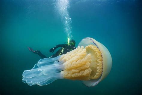 Stunning picture of giant jellyfish twice the size of a diver among the best photos of the year ...