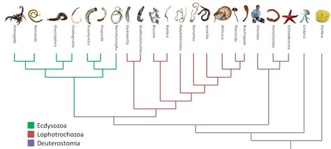 Evolutionary History - Bio 113 Portfolio