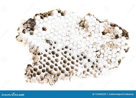 Alive Baby Asian Hornet in Nest Honeycombed Macro in White Background Stock Image - Image of ...