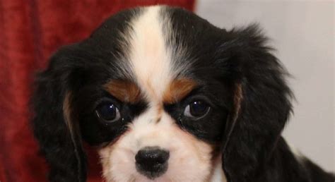 Cavalier King Charles Spaniel.Meet Marley a Puppy for Adoption.