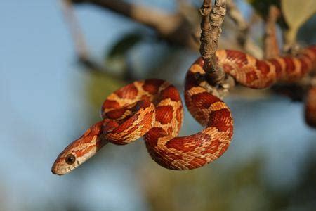 Corn Snake Husbandry And Care Guide - British Pet Insurance