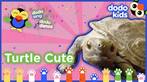 Turtle Cute (Please Don’t Be So Cute!) Song | Dodo Kids: Dodo Sing Dodo Dance - YouTube