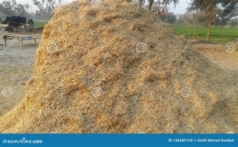 A heap of chaff in village stock photo. Image of village - 136685154