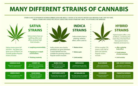 Sativa vs Indica: What’s the Difference? | Think About Cannabis