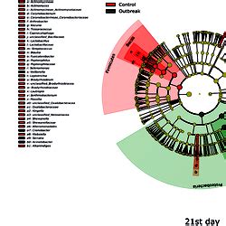 Cladograms showing the significant differences of gut microbiota composition in meconium and 21 ...