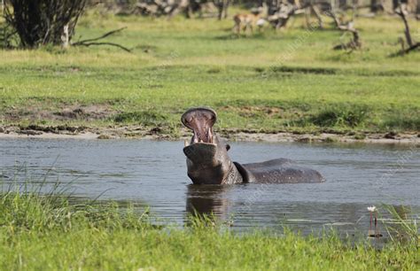 Yawning Hippo - Stock Image - F010/5057 - Science Photo Library