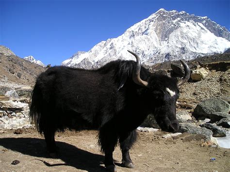 Nepal Himalayas Yak – Simple Catch Pro