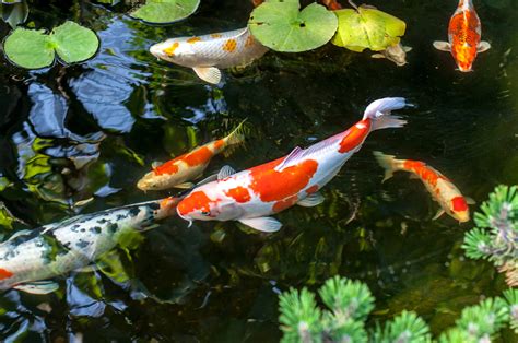 [Mp4] Why Koi fish are so expensive | Read to lead