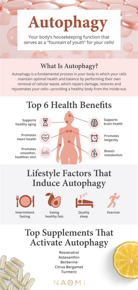 Autophagy: The Anti-Aging "Fountain of Youth" For Your Cells – Naomi Whittel