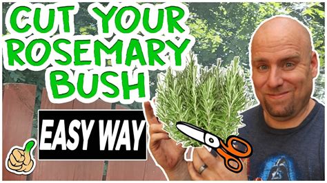 Pruning Rosemary Bush To Promote Growth | Simple Way - YouTube