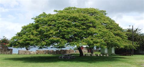 Samanea Saman - Monkeypod / Rain Tree for Sale Florida | Treeworld Wholesale