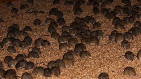 Mouse plague Melbourne: rodent population booming in city and suburbs ...