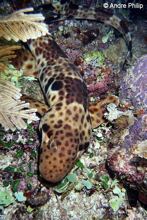 Walking shark or epaulette shark. Indonesia | Rare animals, Marine aquarium, Marine fish