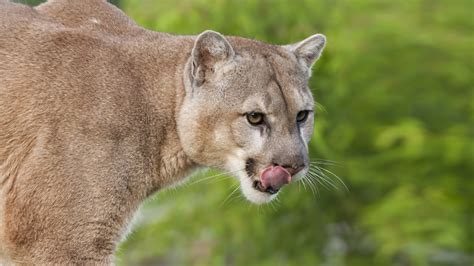 Mountain Lion (Puma, Cougar) | San Diego Zoo Animals & Plants