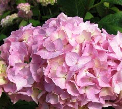 hydrangea flower in very close up picture.JPG