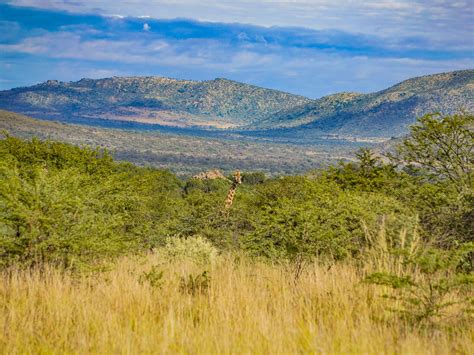 Pilanesberg Safari Day Trip: 2 hours from Joburg - The Scribs and Nibs