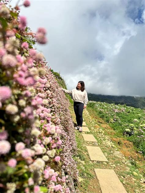 Northern Blossom Flower Farm: A Blooming Paradise in Atok, Benguet - Tara Lets Anywhere