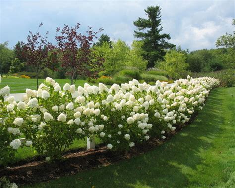 Limelight Hydrangea | Houzz