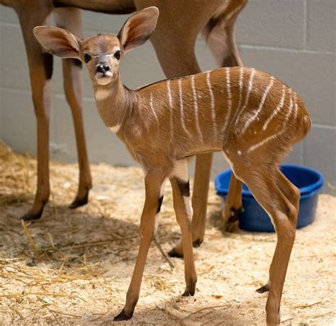 Como Zoo Welcomes Baby Kudu! - Como Zoo Conservatory