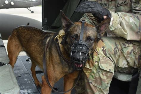 Military working dogs and their handlers receive medical evacuation training | Article | The ...