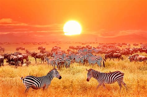 Serengeti Sunset Zebras-1800 - Swiss Photo Club: Romandie