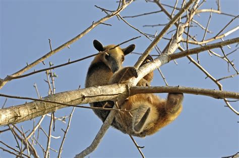 Colombia – Los Llanos Wildlife