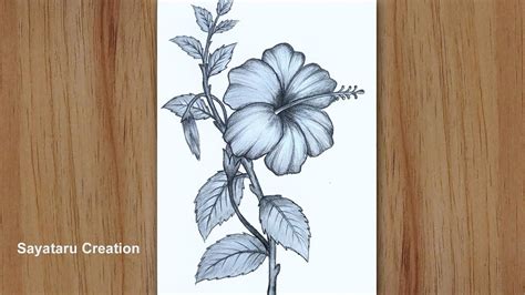 How to draw a hibiscus flower step by step pencil sketch | China rose ...