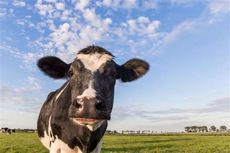 The cows of Holland - Dutch Countryside