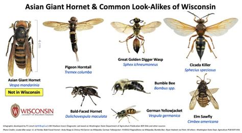 Asian Giant Hornets, or a look-alike? – Extension La Crosse County