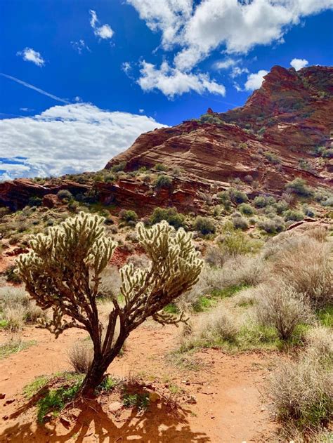 Lone cactus tree in Southern Utah, Utah [3024 × 4032] [OC] : r/EarthPorn