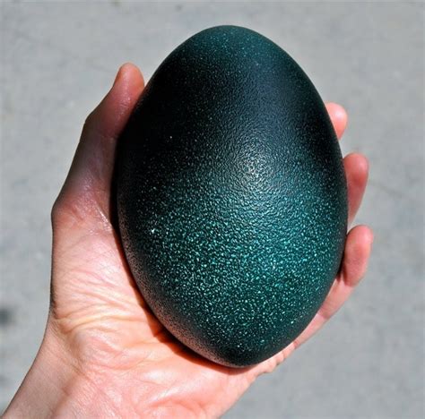 Emu egg - posted in the pics community