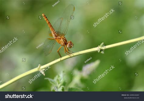 923 Species skimmer dragonfly Images, Stock Photos & Vectors | Shutterstock