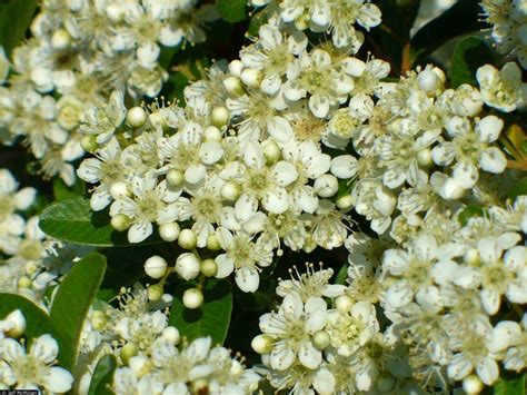 Pyracantha - Complete Gardering