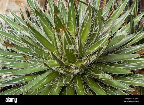 Maguey sbari, Smallflower Agave, Smallflower Century Plant, Little Stock Photo: 29408406 - Alamy