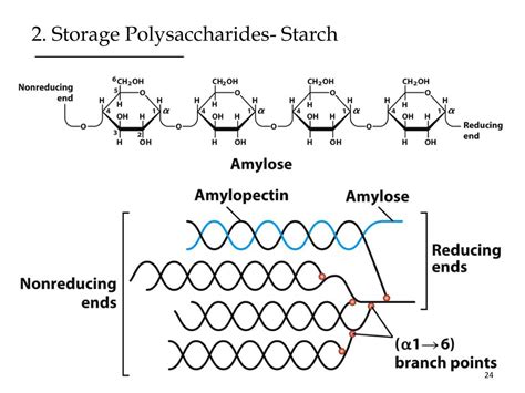 PPT - Disaccharides and Polysaccharides -Structure and Function- PowerPoint Presentation - ID ...